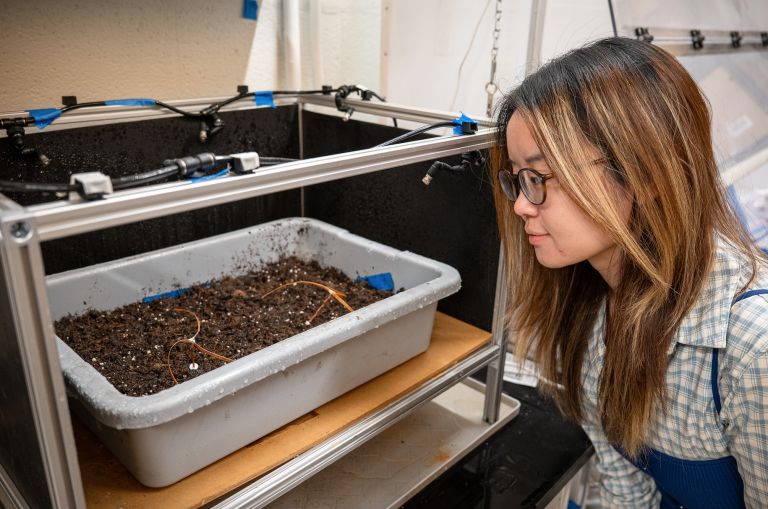 Penn Engineering research on wooden seed structures in soil