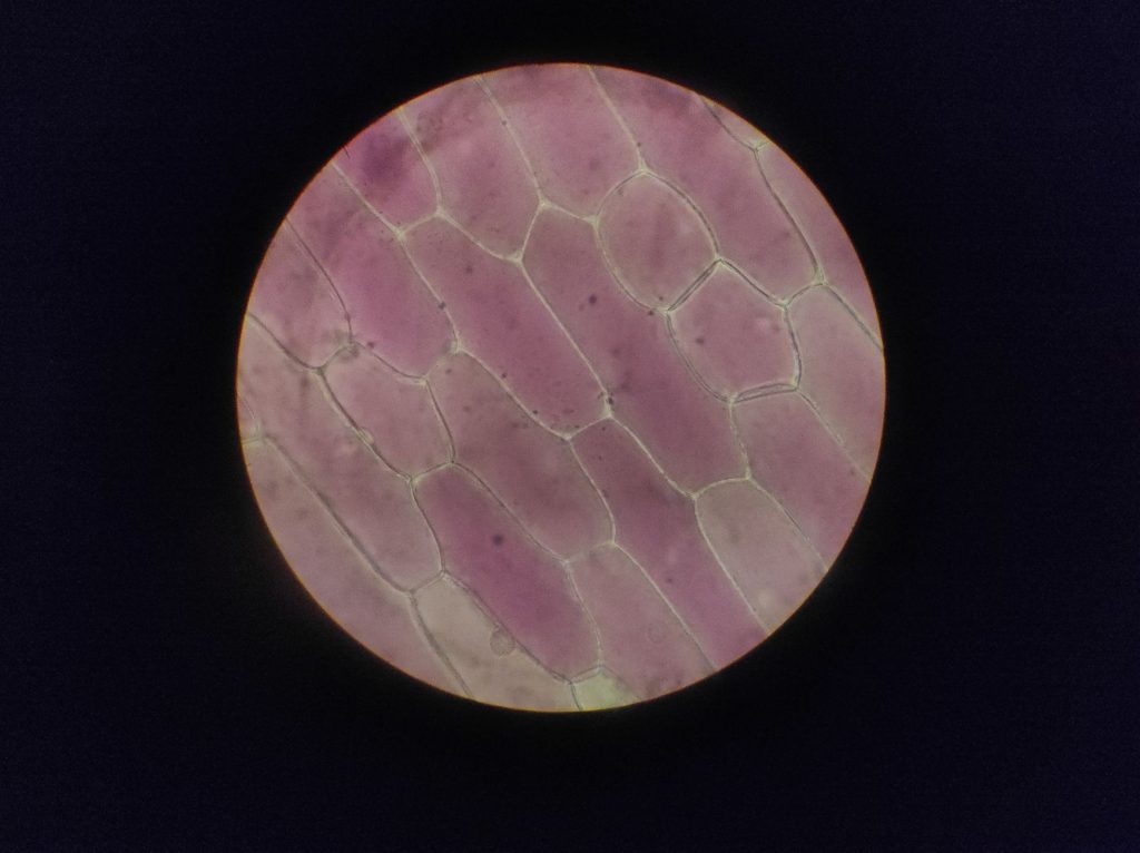 Detailed image of onion epidermal cells under a microscope